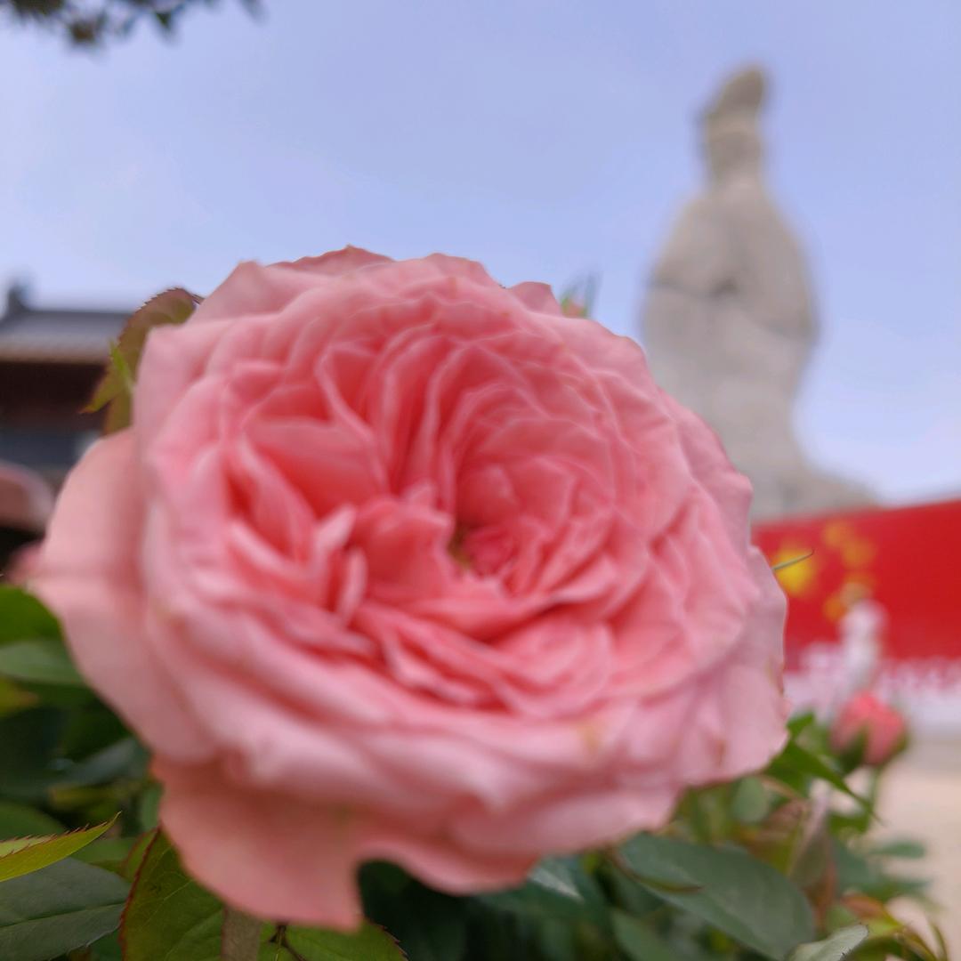 迎迎（如你所愿）