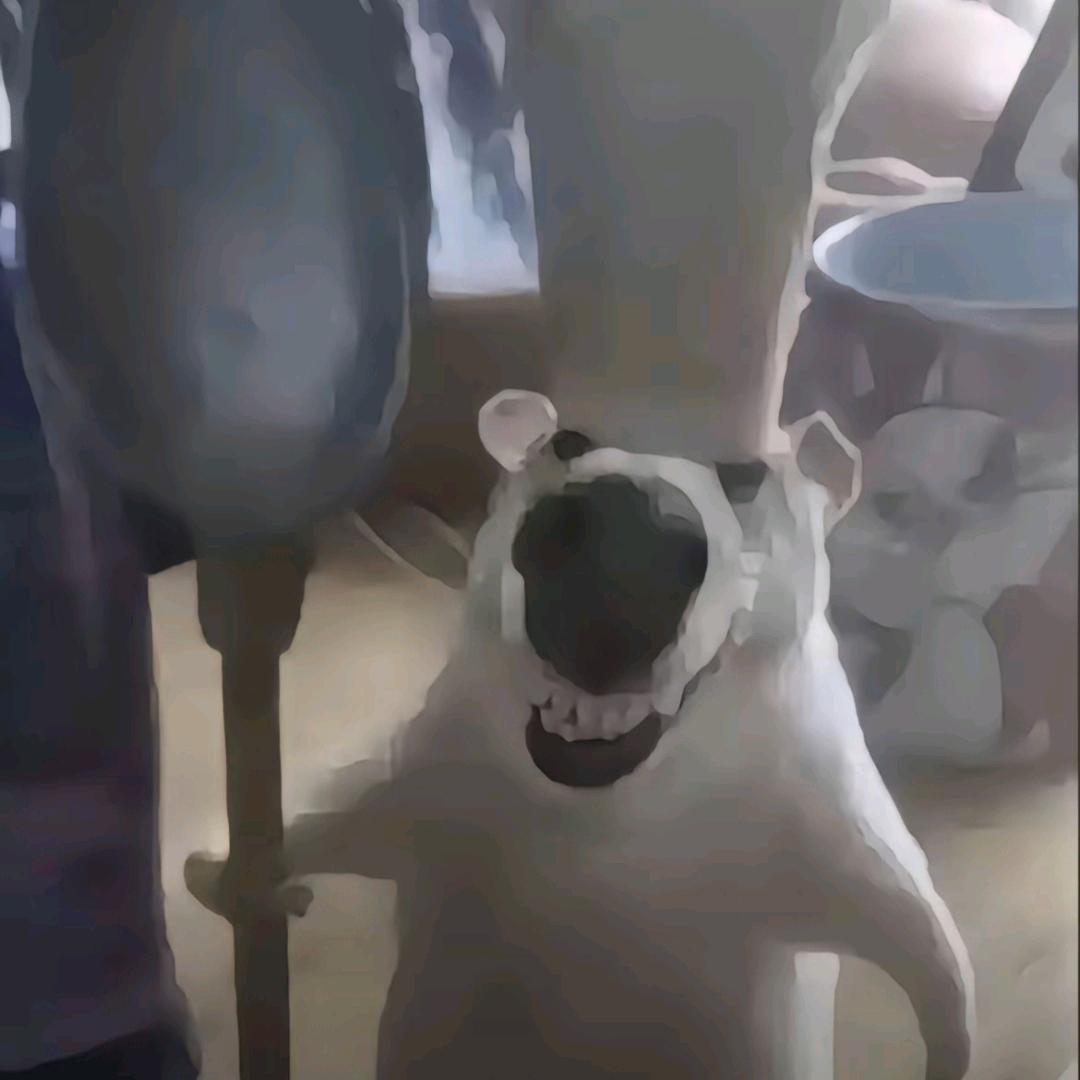 枫叶^