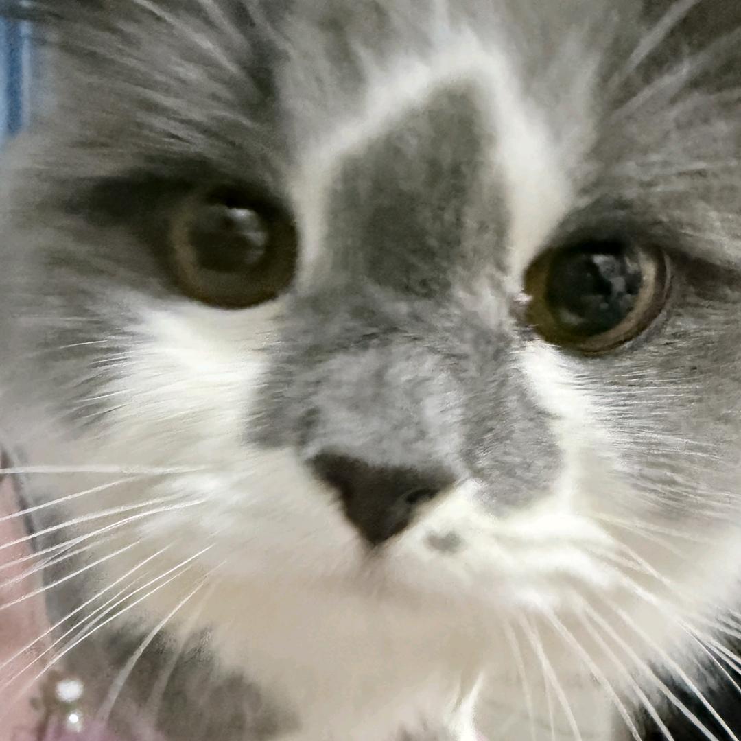 黎黎原上没有草