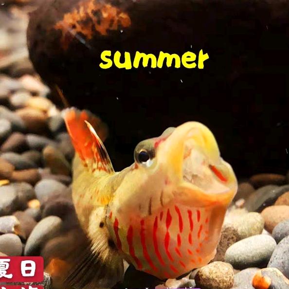 夏日水族