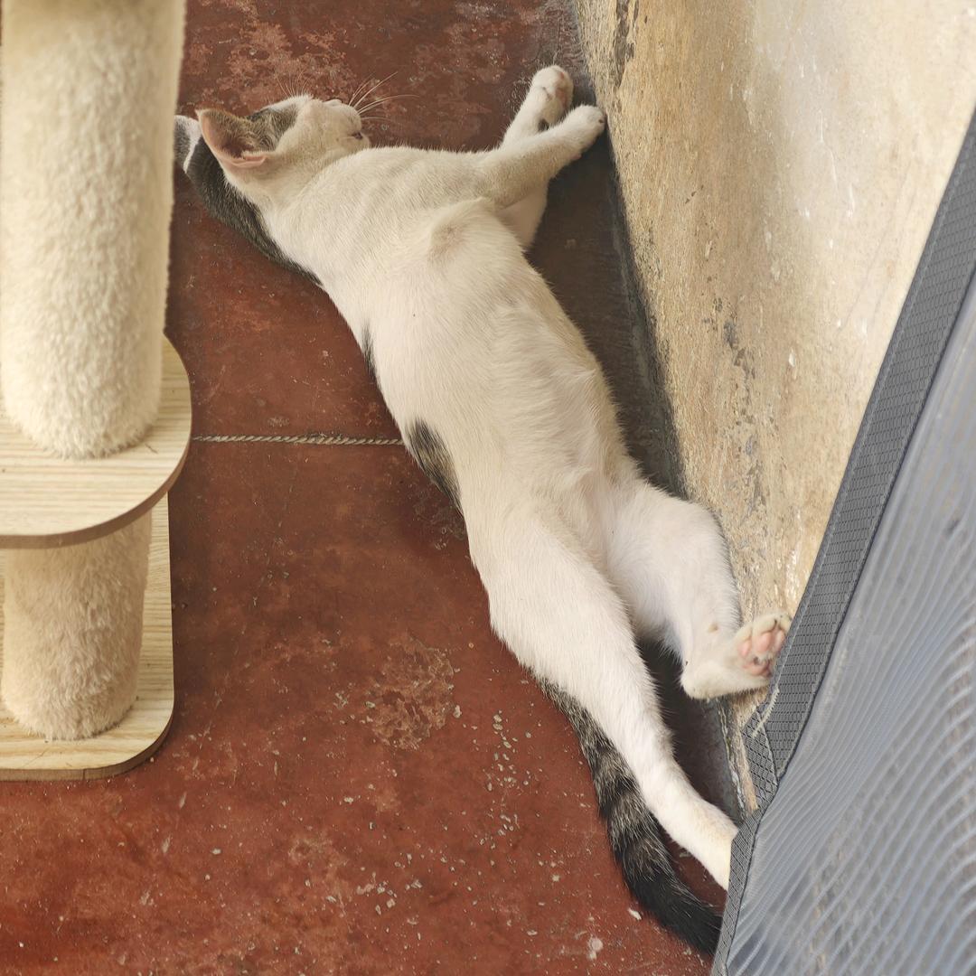 小猫商行（哈夫臂回收♻️）