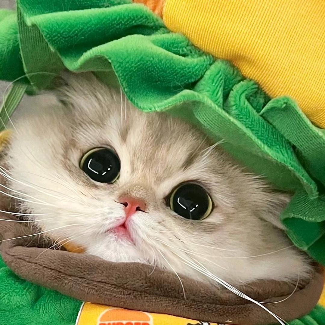 薄荷🍃