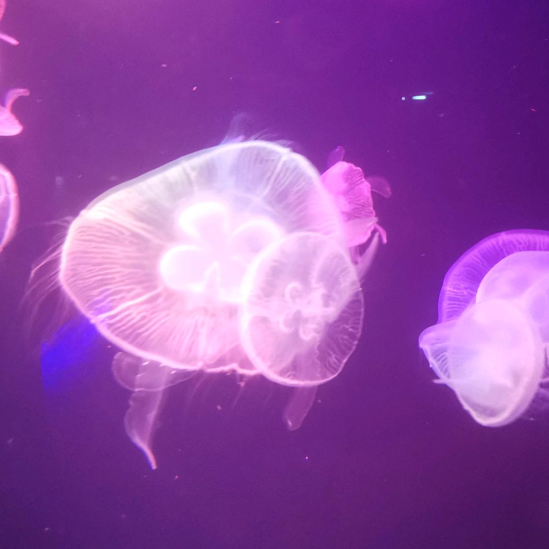 阳盛