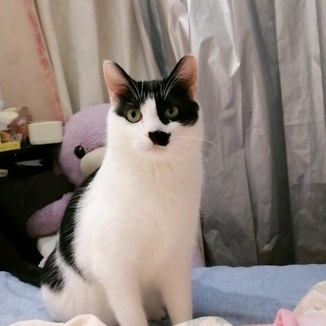 乖乖是奶牛猫