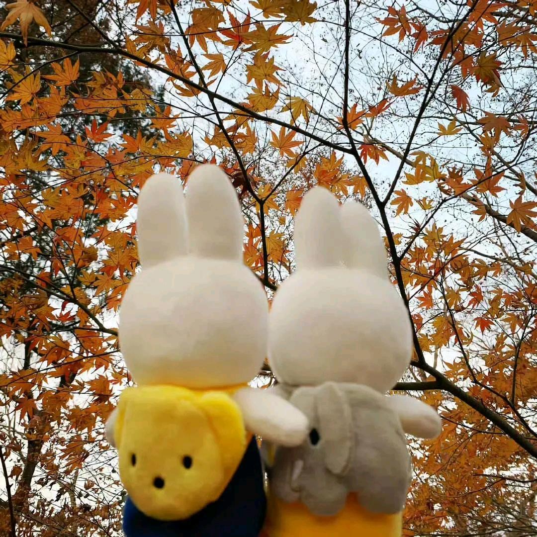 •﹏•