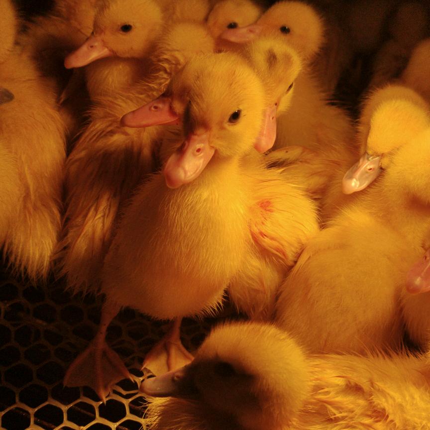🦆07后的鸭司令🦆