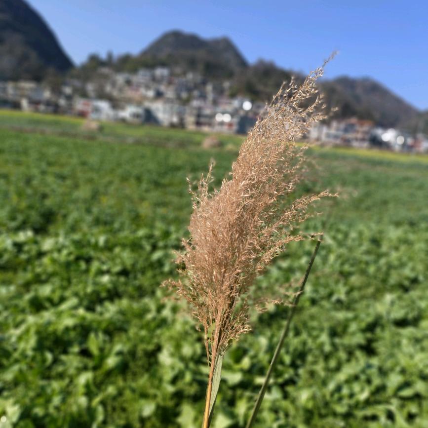 布依