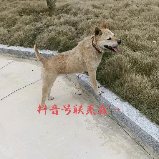 广西苗族土猎犬繁殖（抖音号找我）