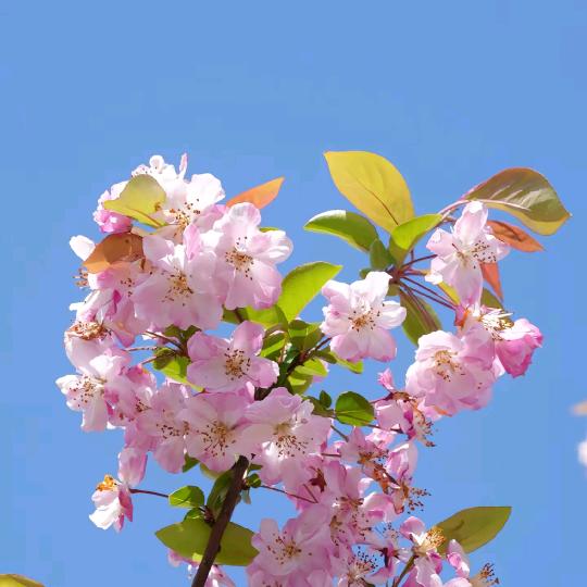 秀丽都城