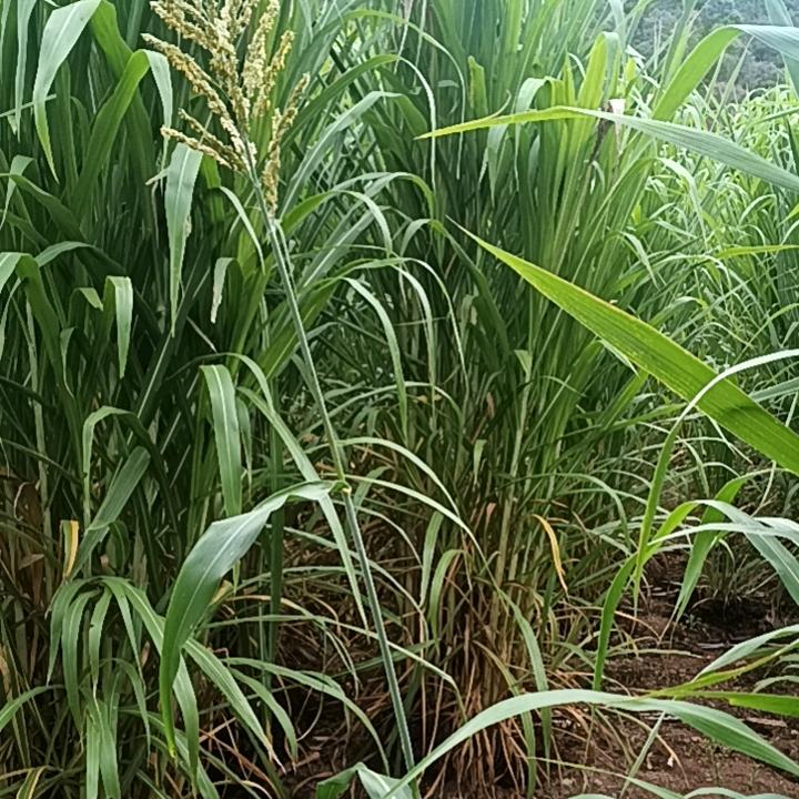 金春种植业Ah作社畜牲草基地