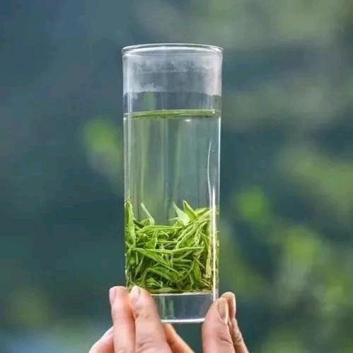 湘西保靖黄金茶传播者