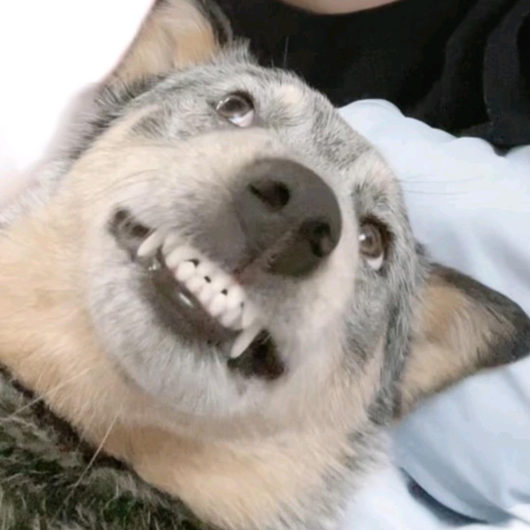 90大叔👴🏻与牧牛犬Tina🐶