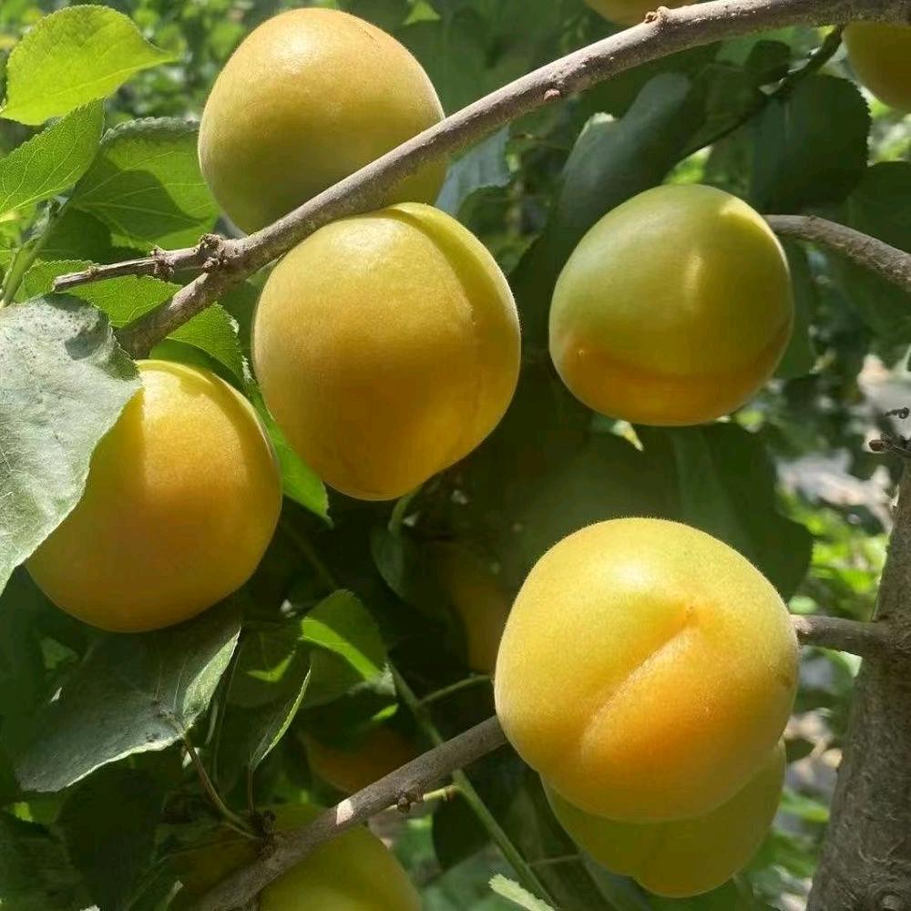 萝卜哥鲜果《酸枣季》