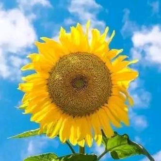 注丁幸福