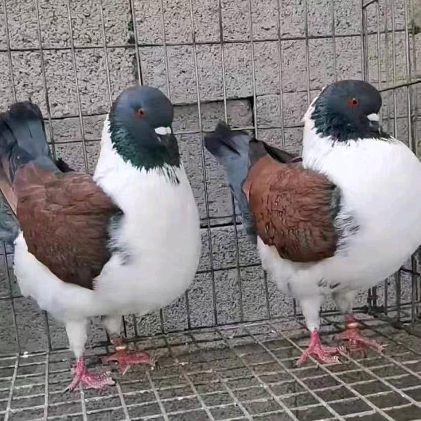 郏县丁旺百货店
