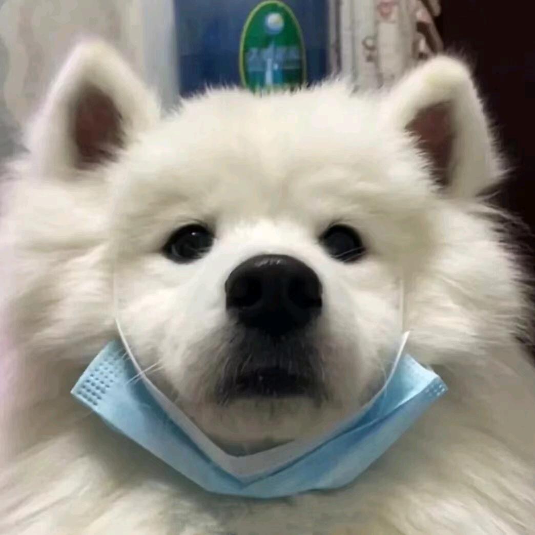 自律猫