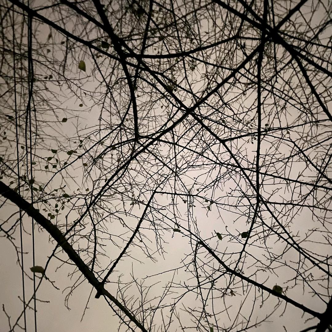 爱吃香菜星大王