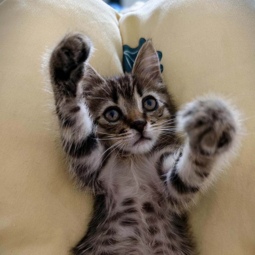 球球的成长日记