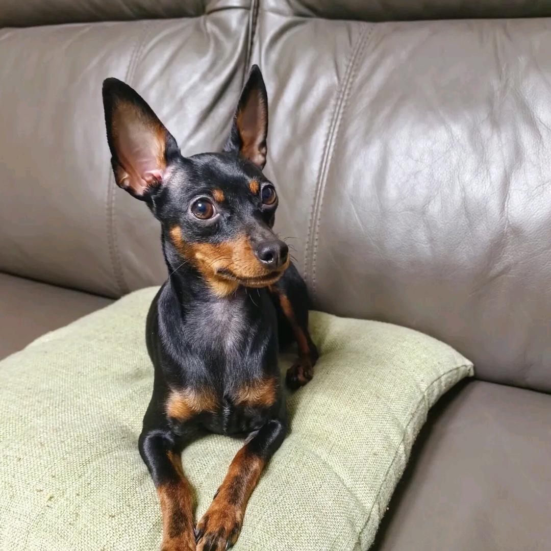 悦宠乐园宠物店