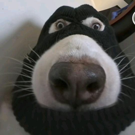 白仁