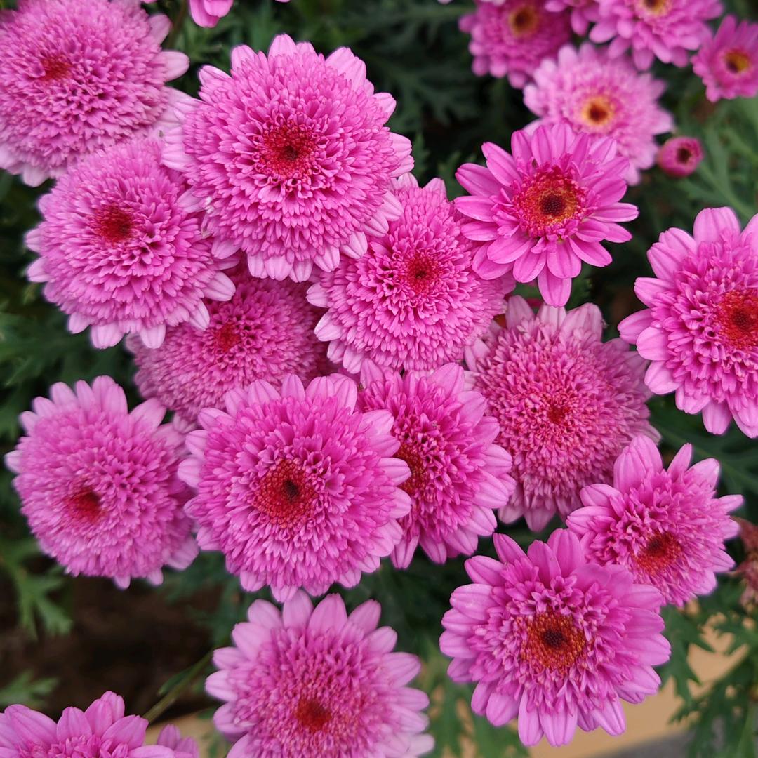 🌸花大姐🌸