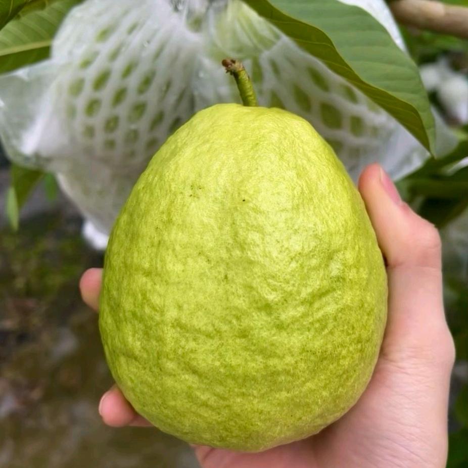 大潘果业
