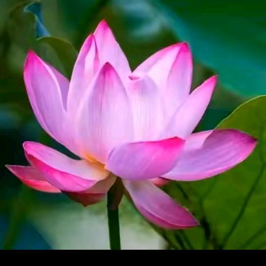 静心，结有缘人