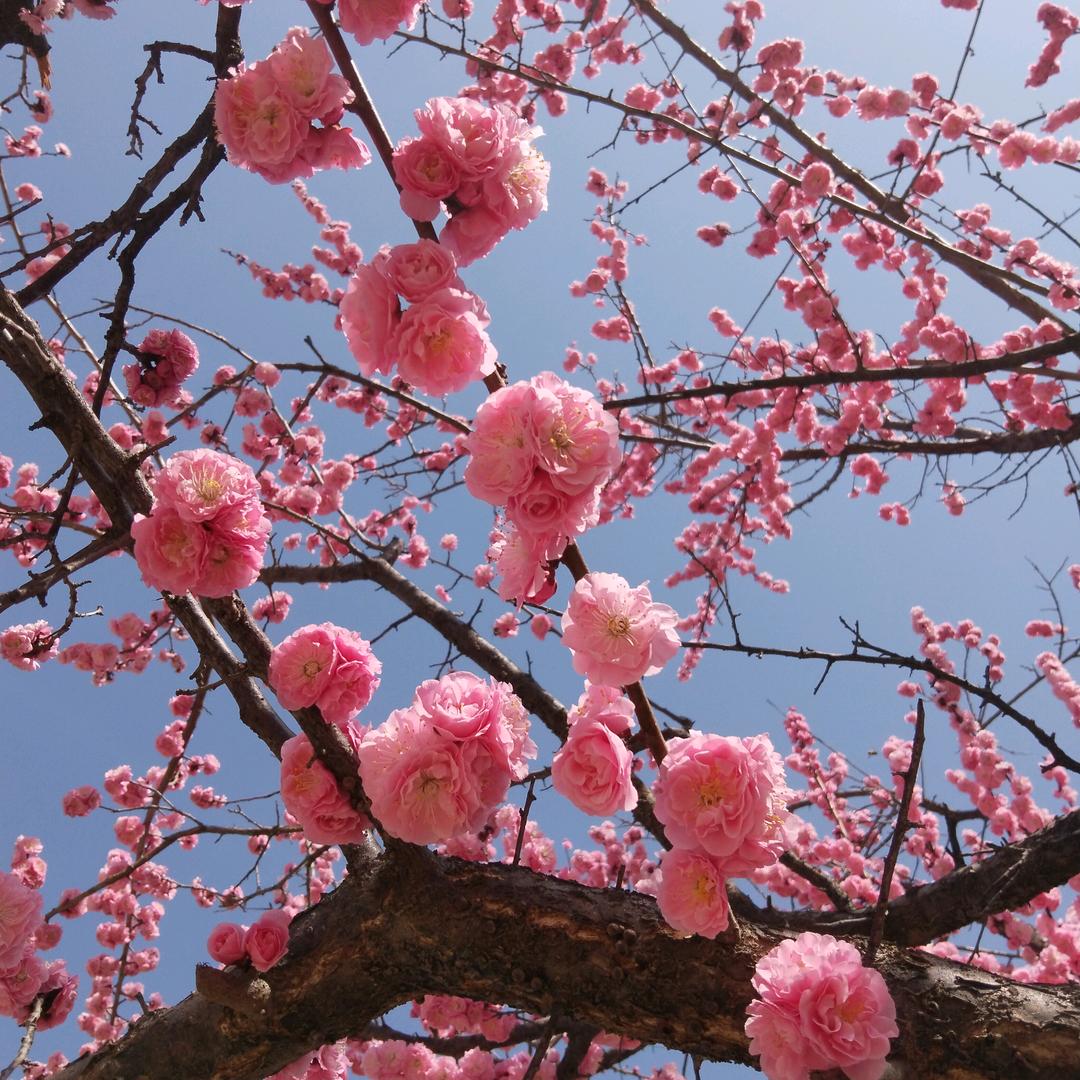紫