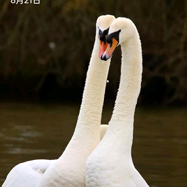 从头开始，罗蛳妹