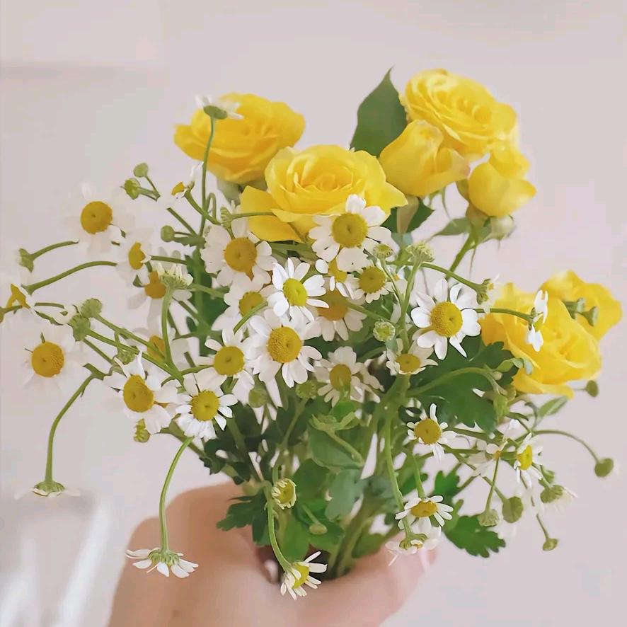 浅笑🌸