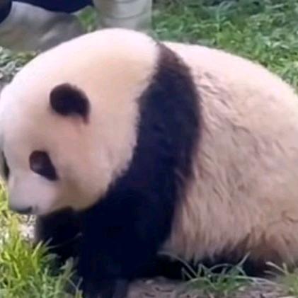 熊猫之乡（绵阳平武）