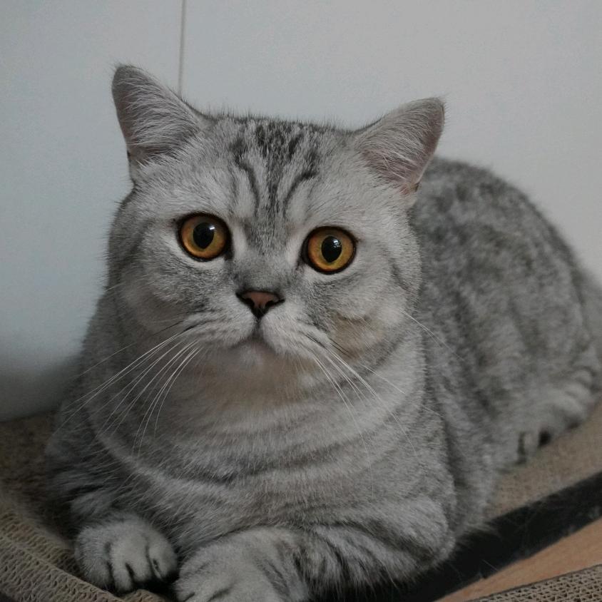 糖醋麻辣折耳根