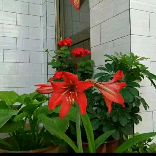 我就是我💋🌹((❤️⥎❤️))🌹