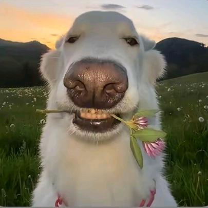 指腚能行🐒