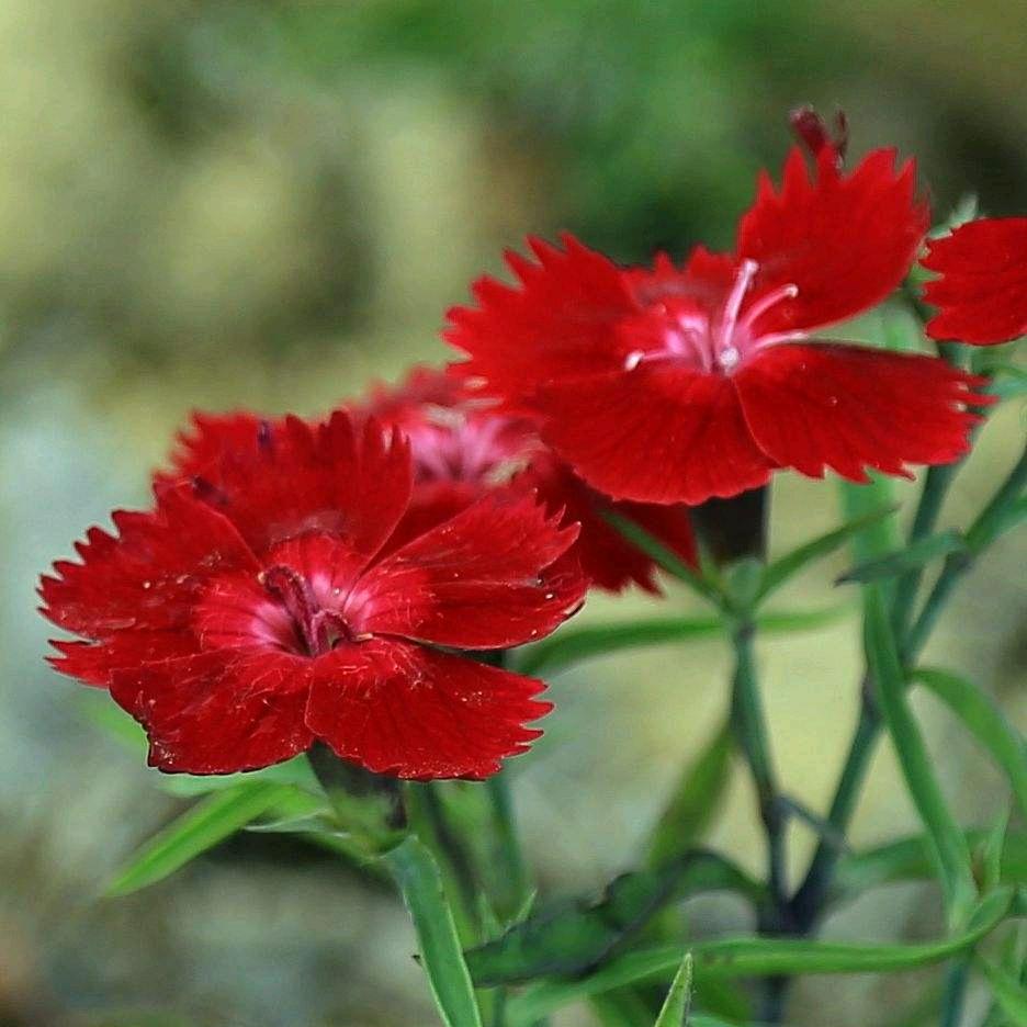 高陵区小小农夫家庭农场