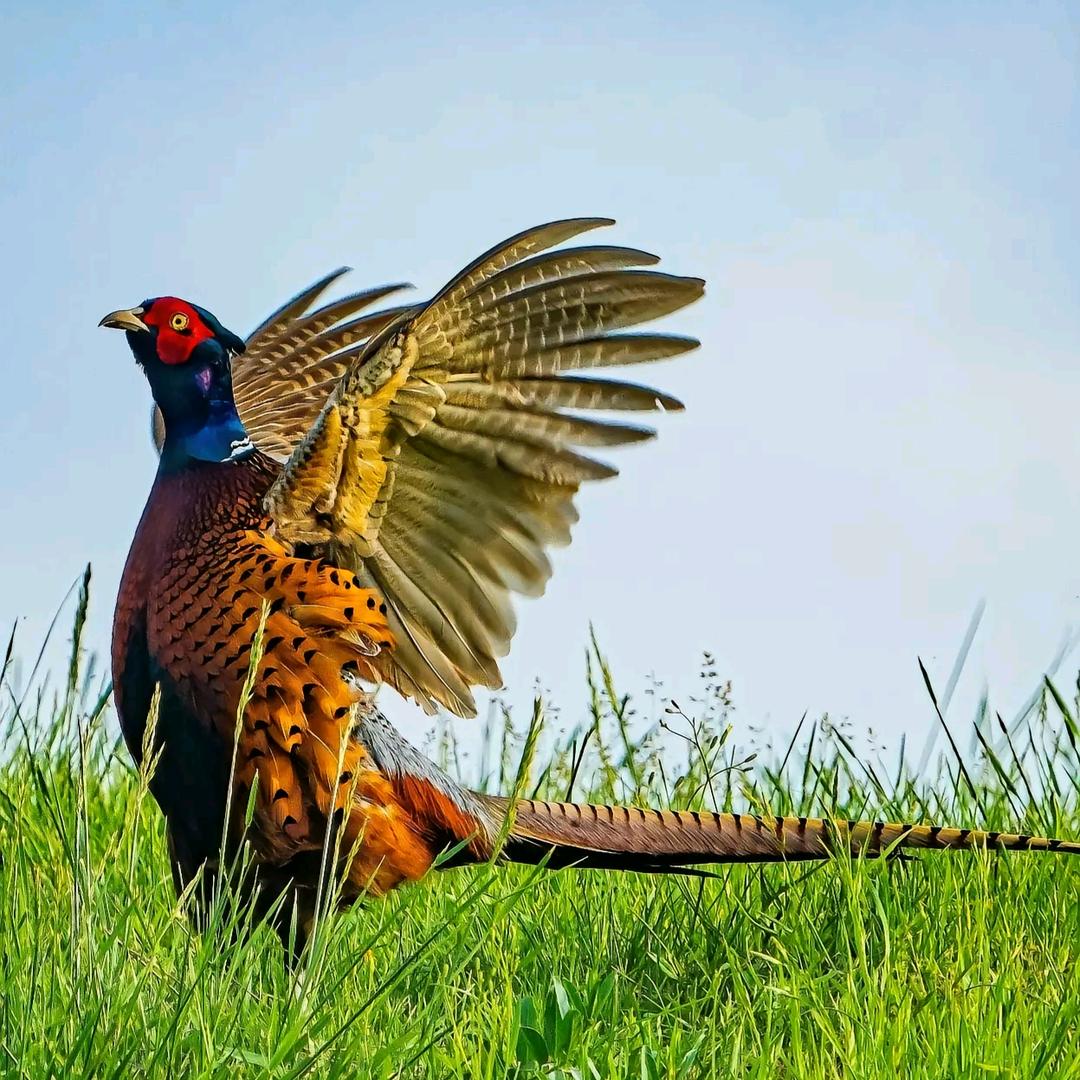 小向户外 精品打人机