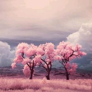 四轮小汽车来也