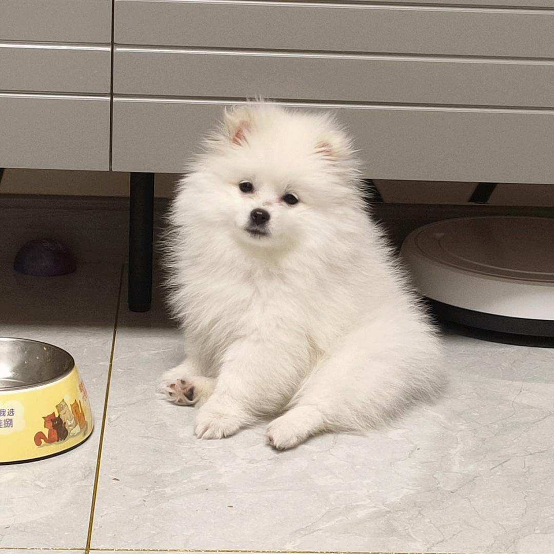 偷油灯的小老鼠🐀