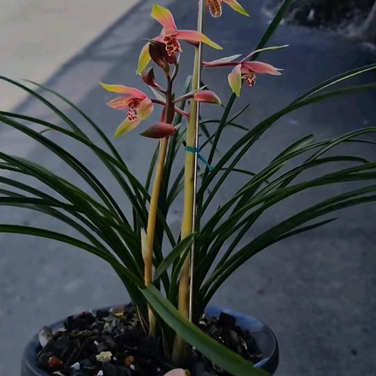 悦尔兰草优品小铺