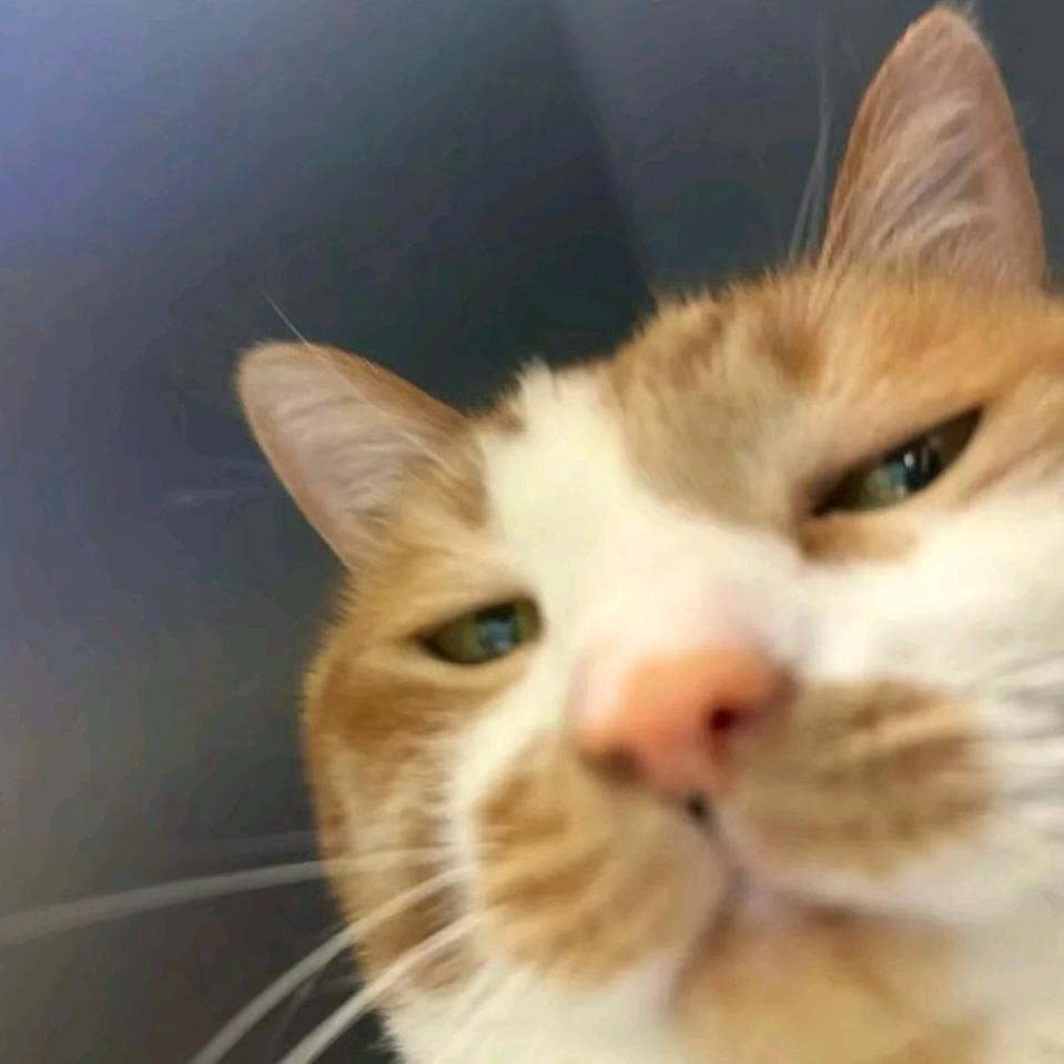 龙龙（星际战甲）