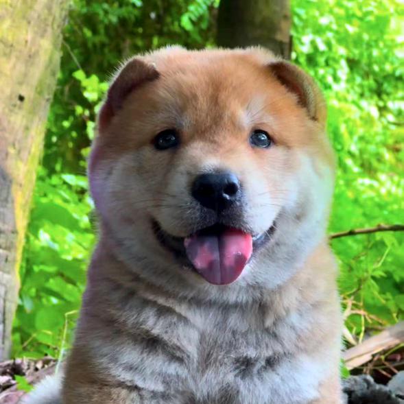 一条大黄狗