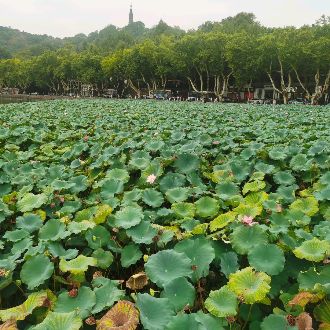 单片机产品开发
