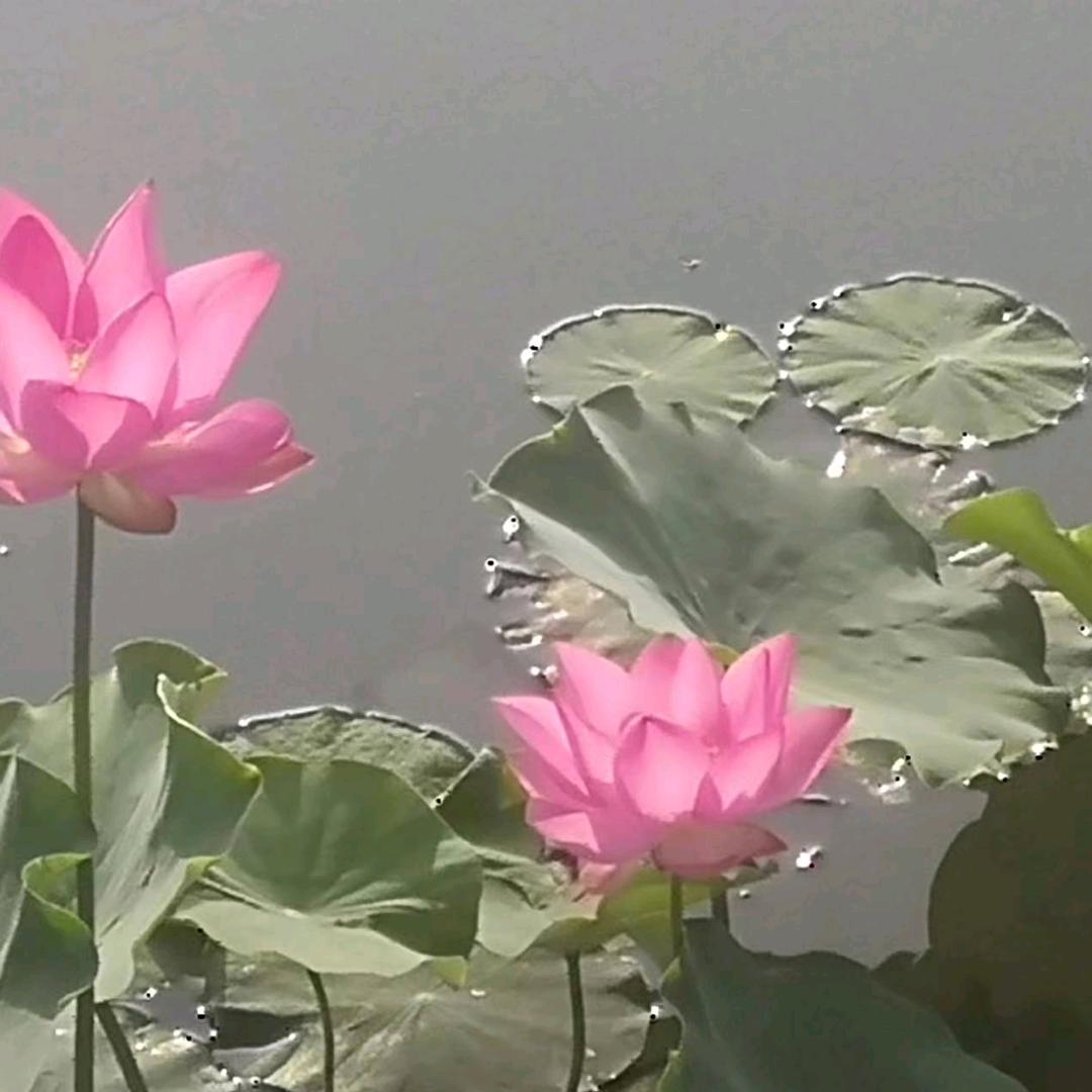 旭日东升