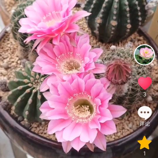 阳光小姐姐，♡.꒰ ⑅:†· ♡