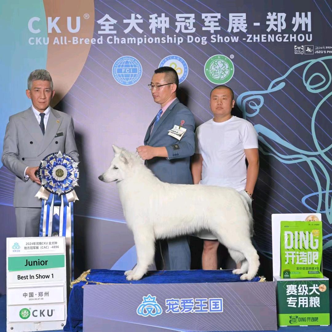 白德牧犬舍（泽平犬舍）