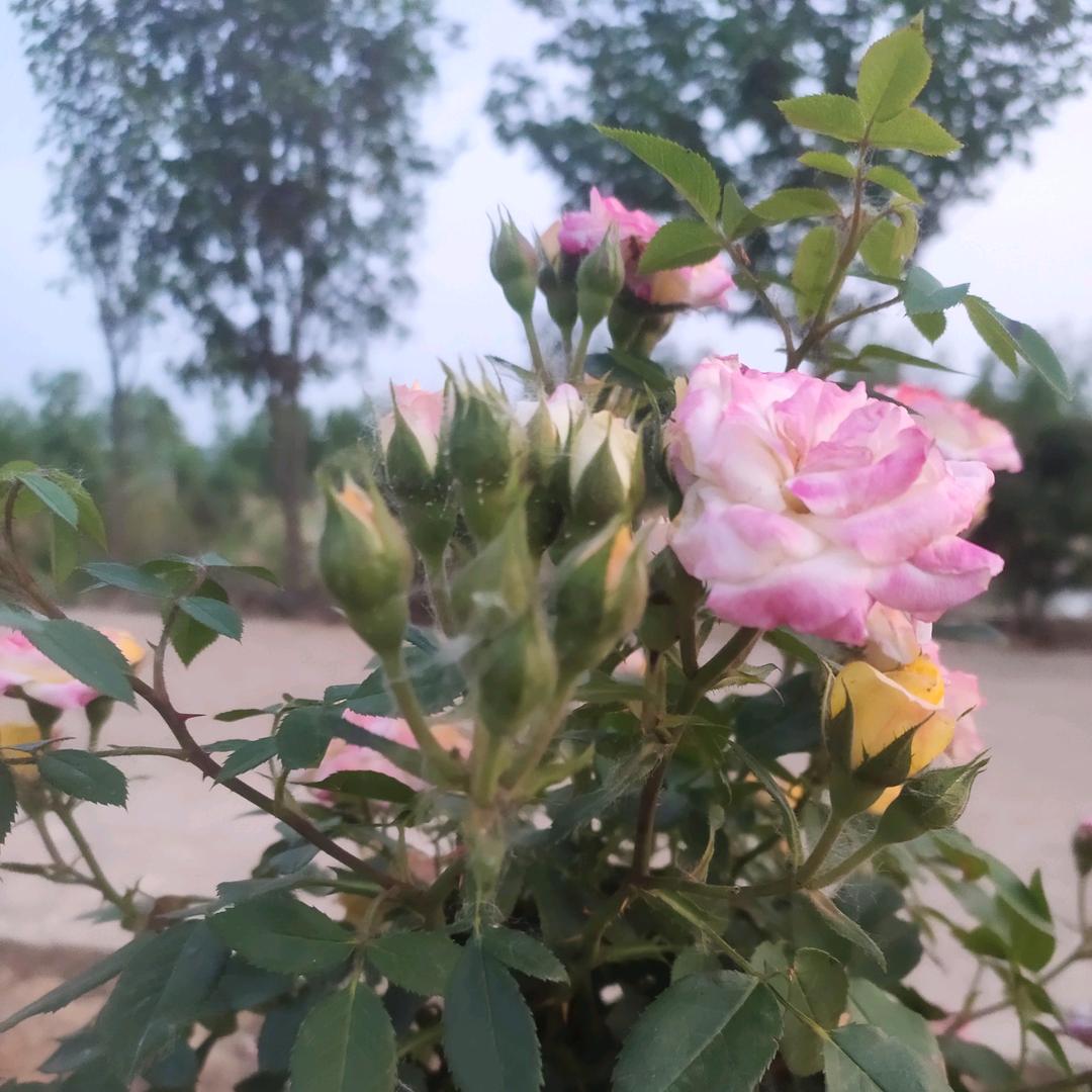 yancai
