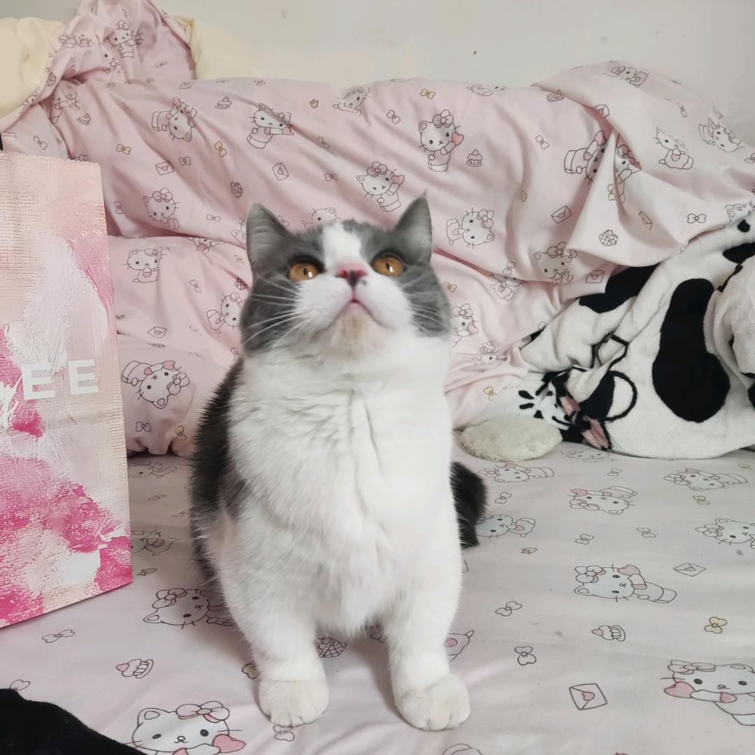 百事可爱