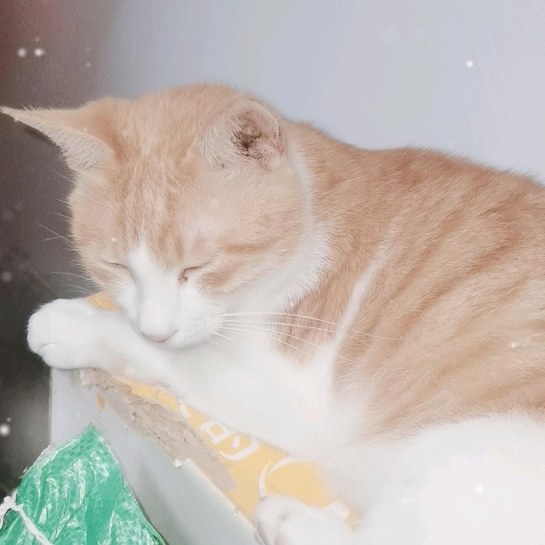 董大姐