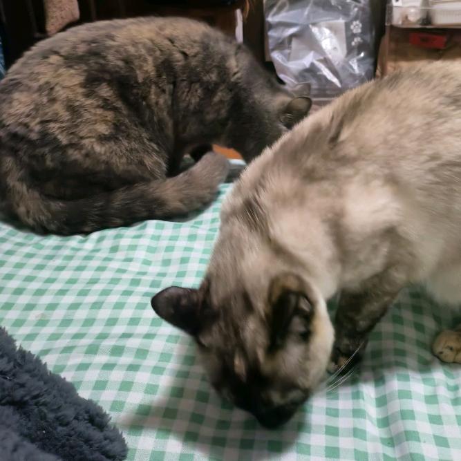 滢滢今天在减肥