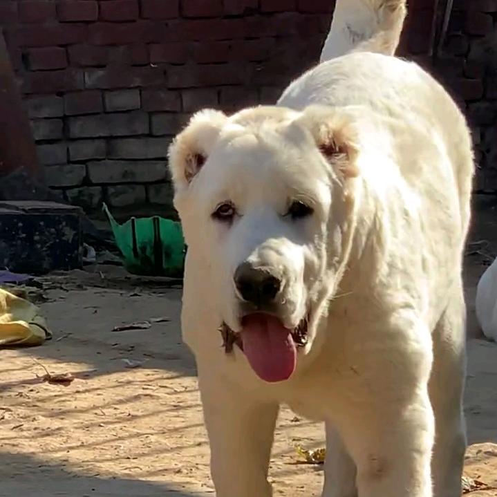 诚信守信走的更远